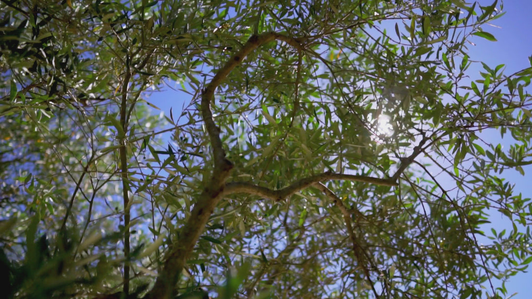 Vidéo set 3 couvre-plats - Poule House