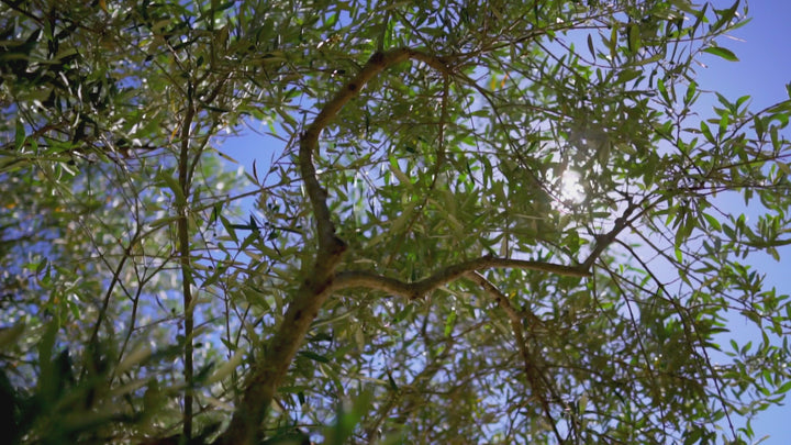 Vidéo set 3 couvre-plats - Poule House